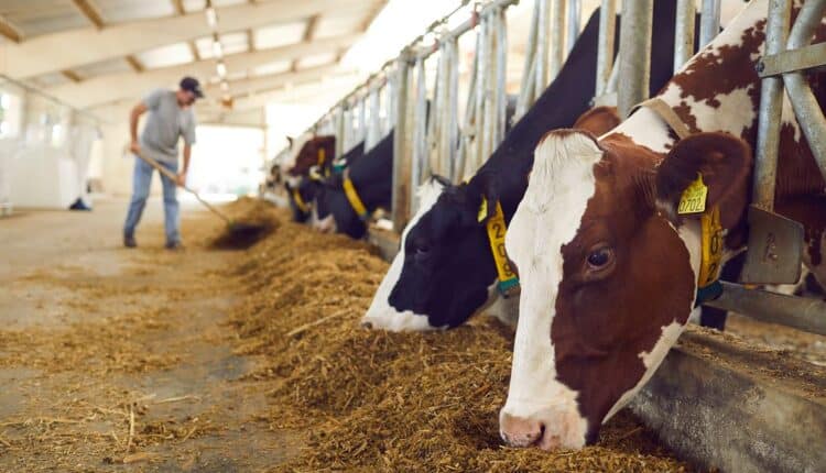 Sardegna: la Regione lancia il bando per il miglioramento della qualità nell'allevamento bovino.