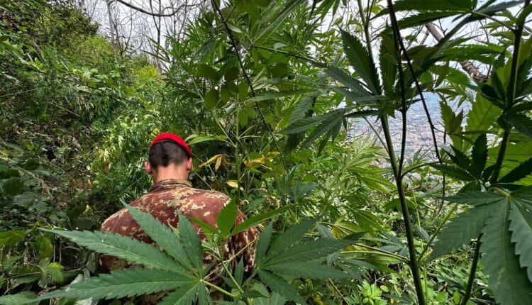 Castellammare di Stabia: piante di cannabis fino a 3 metri di altezza, il sequestro dei Carabinieri, la pressione dei controlli sull'area stabiese.