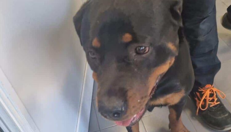 Roma: parte e abbandona il cane da solo a Roma, senza cibo e acqua, rottweiler salvato.
