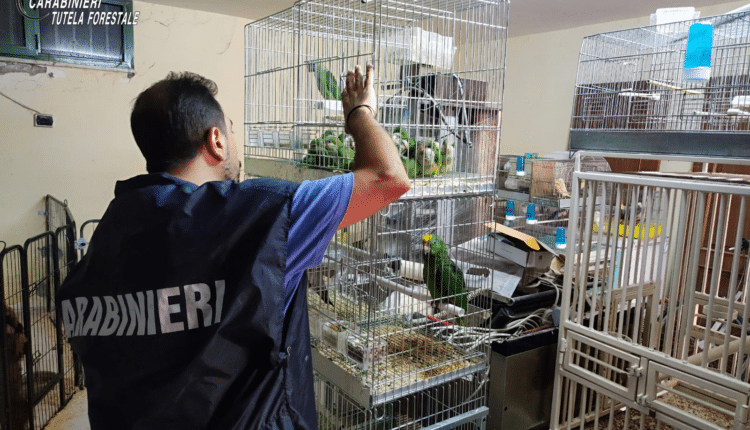 Sant'Arpino: sequestro di numerosi animali detenuti in pessime condizioni all'interno in un box auto ed alcuni risultati privi della necessaria certificazione C.I.T.E.S.