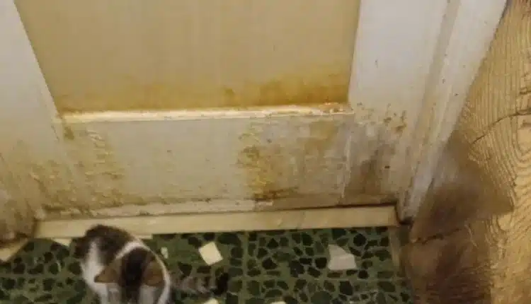 Alessandria: trentatré gatti salvati dalle guardie zoofile, erano deperiti i denutriti in gravissime condizioni igienico sanitarie6