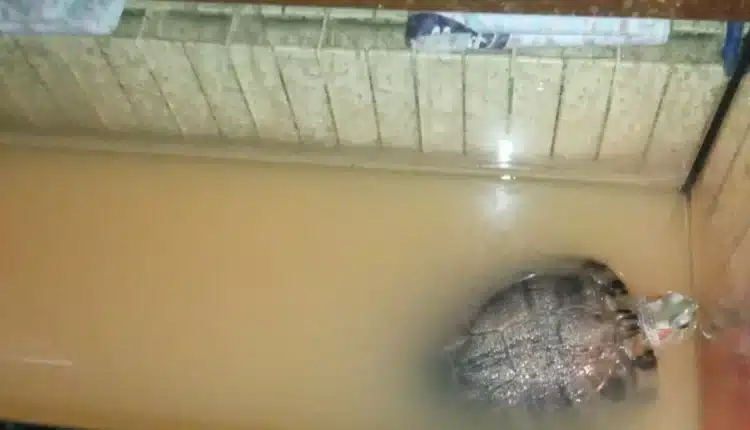 Alessandria: trentatré gatti salvati dalle guardie zoofile, erano deperiti i denutriti in gravissime condizioni igienico sanitarie2