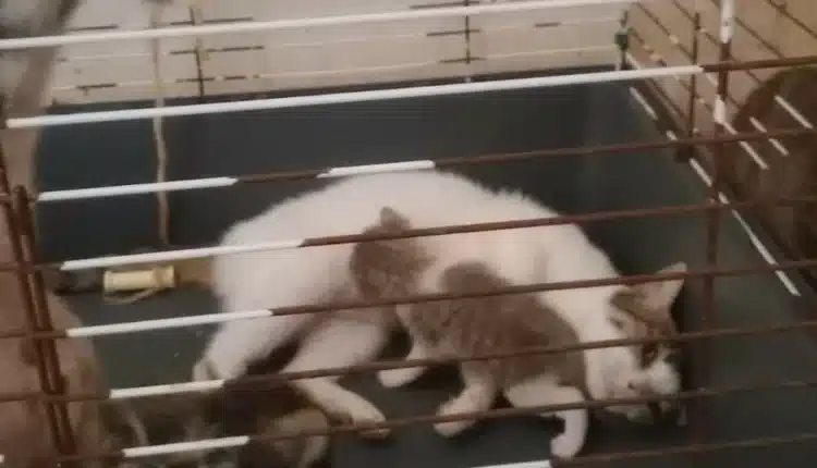 Alessandria: trentatré gatti salvati dalle guardie zoofile, erano deperiti i denutriti in gravissime condizioni igienico sanitarie5