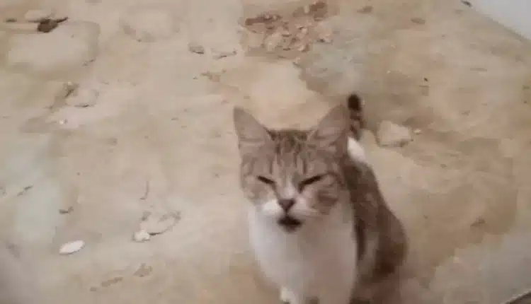 Alessandria: trentatré gatti salvati dalle guardie zoofile, erano deperiti i denutriti in gravissime condizioni igienico sanitarie3