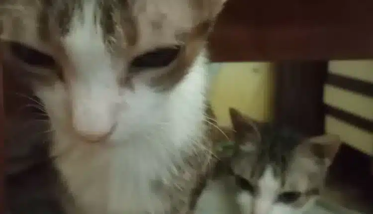 Alessandria: trentatré gatti salvati dalle guardie zoofile, erano deperiti i denutriti in gravissime condizioni igienico sanitarie4