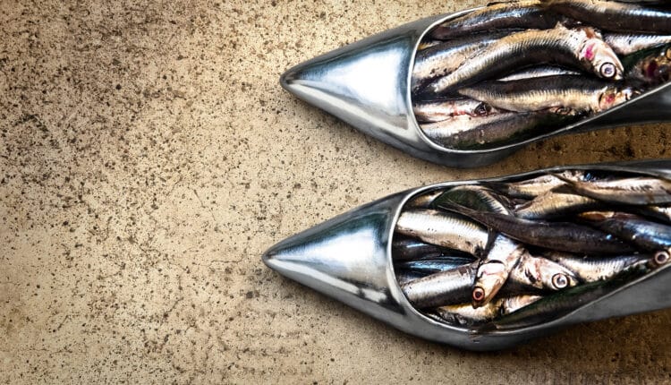 Monza Photo Fest: al via la prima edizione dal 20 settembre all'11 novembre 2024