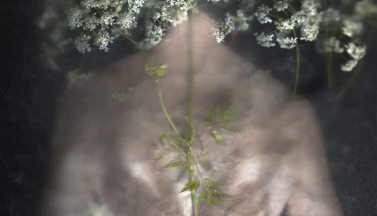 Monza Photo Fest: al via la prima edizione dal 20 settembre all'11 novembre 2024