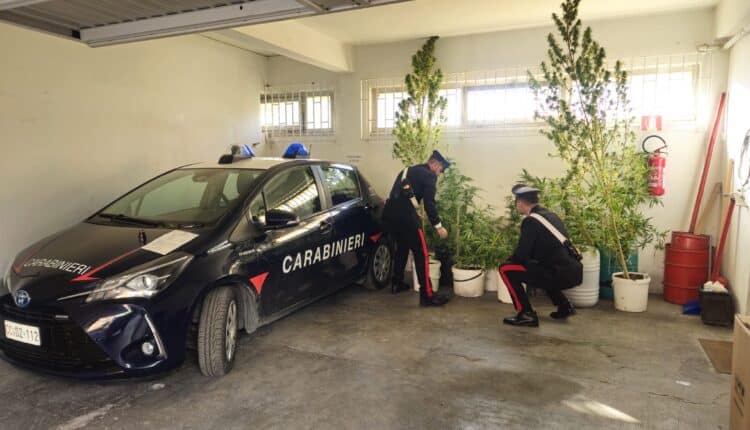 Ancona: coltivava marijuana in una serra rudimentale, 40enne arrestato dai Carabinieri.