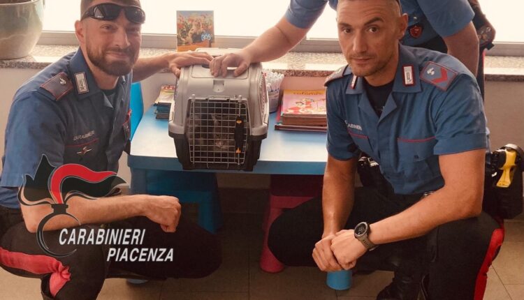Piacenza: trovato in un appartamento abbandonato da circa un mese un gattino scarno, deperito e spaventato. Denunciato un 50enne per abbandono di animale