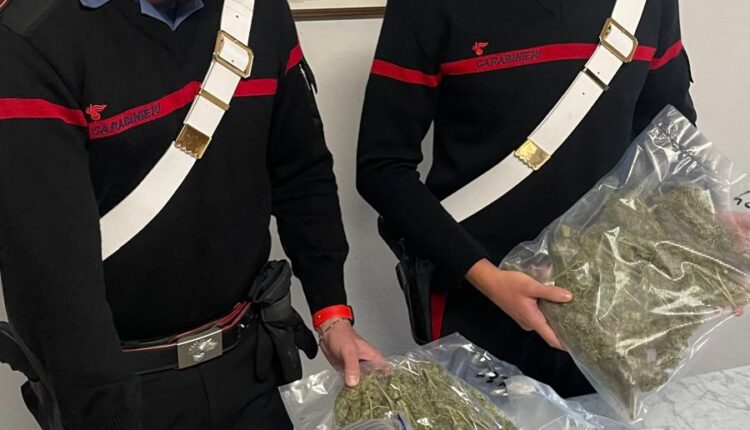 Castelnuovo di Garfagnana: Coltivava piantagione di marijuana, arrestato 51enne
