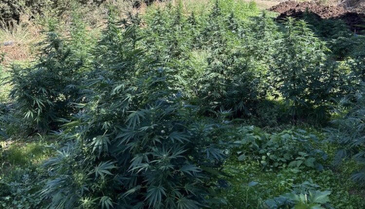 Nuoro: servizi per il contrasto del traffico di stupefacenti nella provincia, sequestrata una piantagione di Marijuana composta da circa 3600 piante.