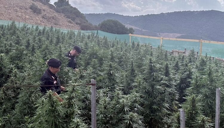 Provincia di Nuoro: i Carabinieri trovano una piantagione di 330 piante di cannabis sativa. Denunciato un 23enne, eradicate e sequestrate tutte le piante
