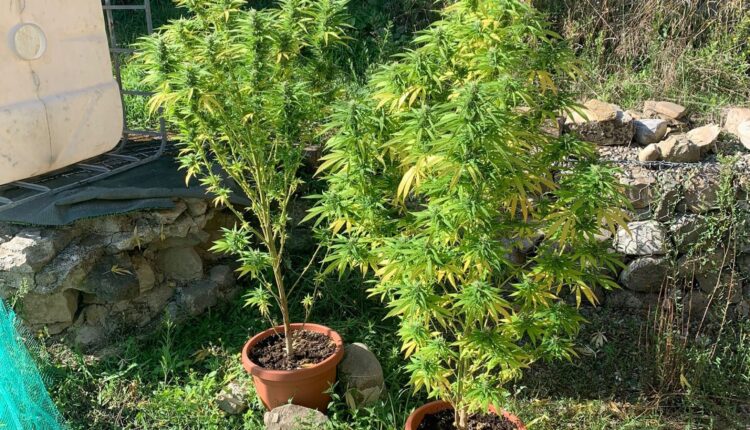Trivigno: Carabinieri scoprono coltivazione domestica di marijuana, arrestato residente del luogo.