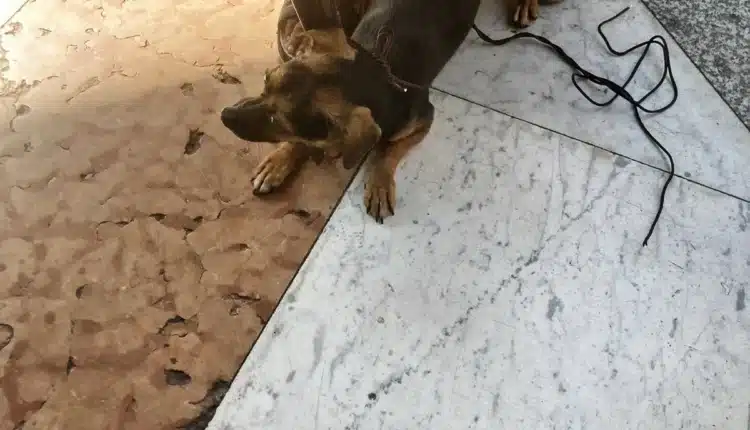 Milano: cagnolino sfruttato per accattonaggio in pieno Centro. Salvato dalle guardie zoofile dell'Organizzazione internazionale protezione animali2