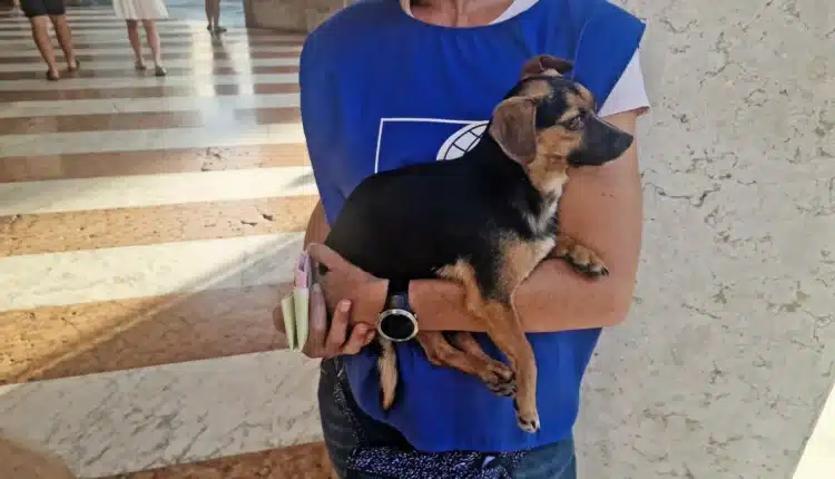 Milano: cagnolino sfruttato per accattonaggio in pieno Centro. Salvato dalle guardie zoofile dell'Organizzazione internazionale protezione animali