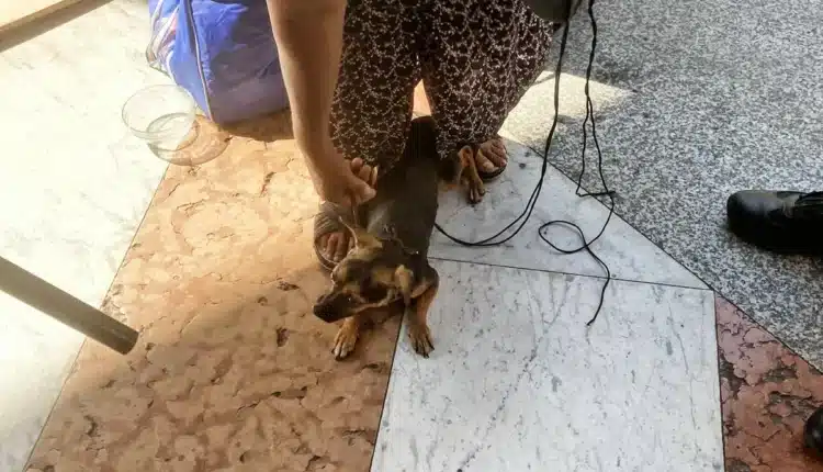 Milano: cagnolino sfruttato per accattonaggio in pieno Centro. Salvato dalle guardie zoofile dell'Organizzazione internazionale protezione animali3