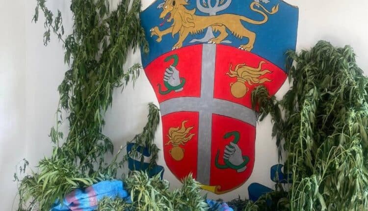 Bonifati: scoperta piantagione di canapa indiana, Carabinieri arrestano tre uomini