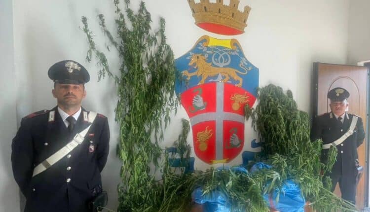 Bonifati: scoperta piantagione di canapa indiana, Carabinieri arrestano tre uomini