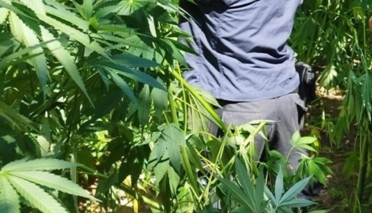 Bonifati: scoperta piantagione di canapa indiana, Carabinieri arrestano tre uomini