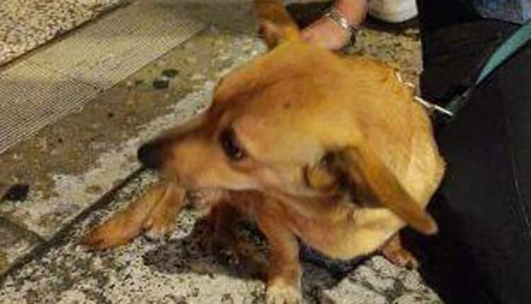 Bologna: maltratta i suoi due cani sbattendoli contro il muro e lasciandoli liberi in mezzo alle auto. Sequestrati i cani e denunciato