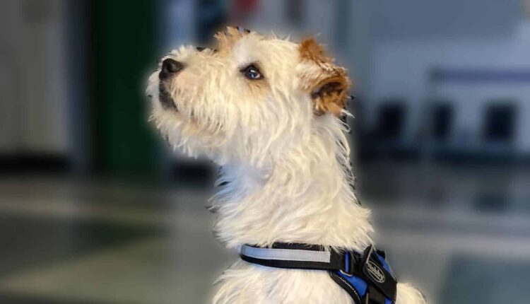 Genova: controlli anticrimine nel centro storico: il cane Leone scova 45 grammi di derivati della cannabis, celati in diversi anfratti difficilmente raggiungibili