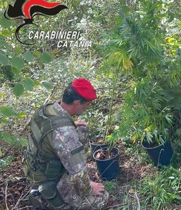 Castiglione di Sicilia: grazie all'uso di sofisticati droni i Carabinieri sono riusciti a trovare un'altra piantagione di marijuana