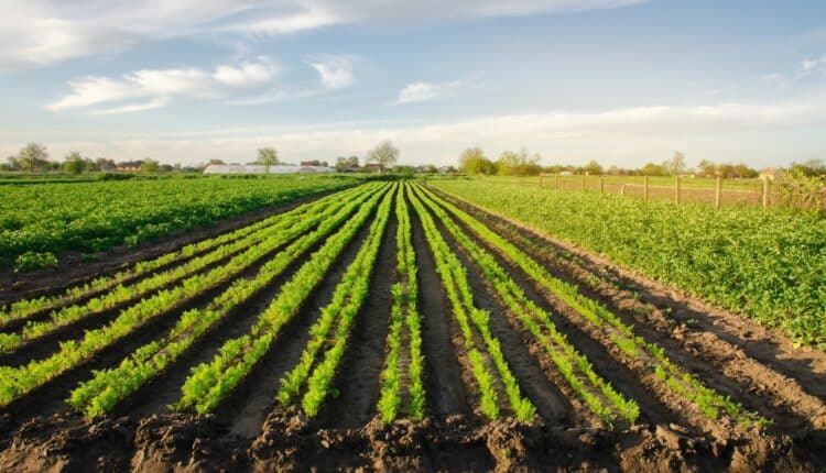Servizio Civile agricolo diventa realtà, l'annuncio del ministro Abodi