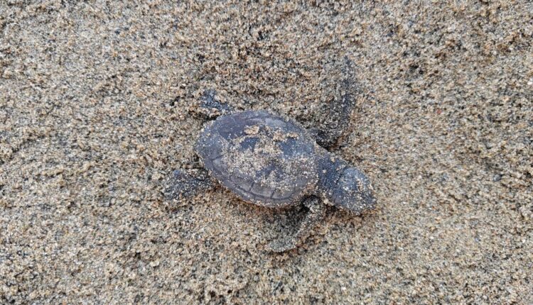 Latina: sul lungomare sono nate 82 piccole tartarughe Caretta Caretta
