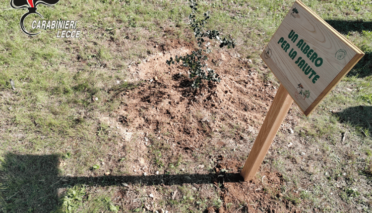 L’iniziativa '”Un Albero per la Salute” di Carabinieri e FADOI illumina il futuro verde di Gallipoli