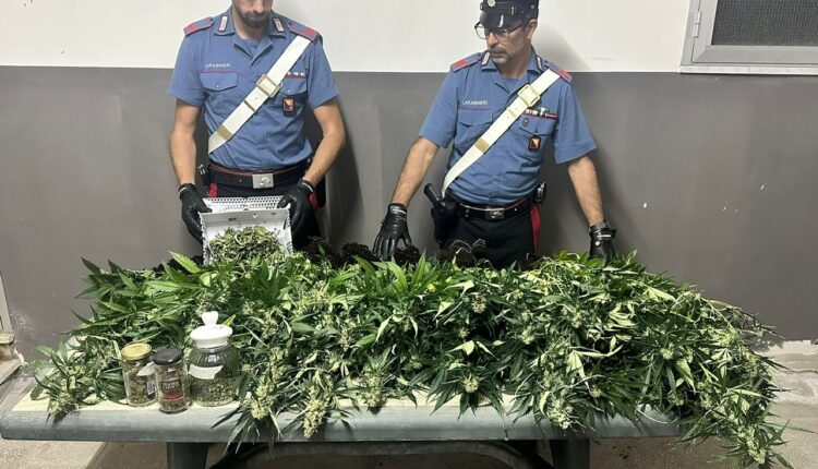 Alì Terme, serra costruita artigianalmente in casa per produrre Marijuana. 49enne arrestato dai Carabinieri