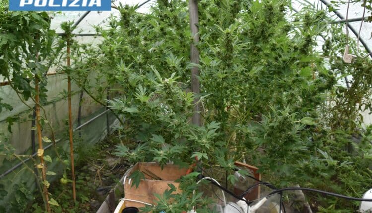 Belluno: arrestato 49enne per la coltivazione di una piantagione di marijuana a Feltre