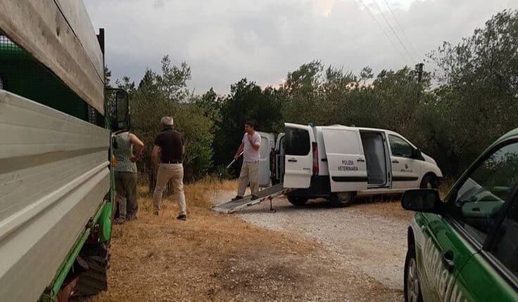 Villa di Briano: Maltrattava e affamava cani di grossa taglia, detentore deferito in stato di libertà