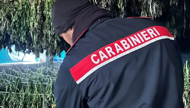 Bortigali: maxi sequestro di marijuana eseguito dai Carabinieri.