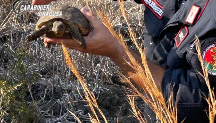 Palazzolo Acreide: denunciati due uomini, sequestrati 7 pitbull maltrattati e una tartaruga appartenente a specie protetta