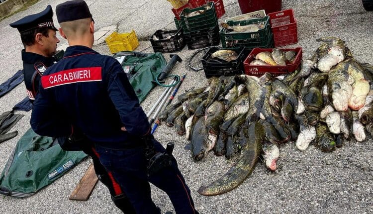 Ferrara: Pesca illegale con elettrostorditore per quasi una tonnellata di pesce, denunciati i due bracconieri ittici