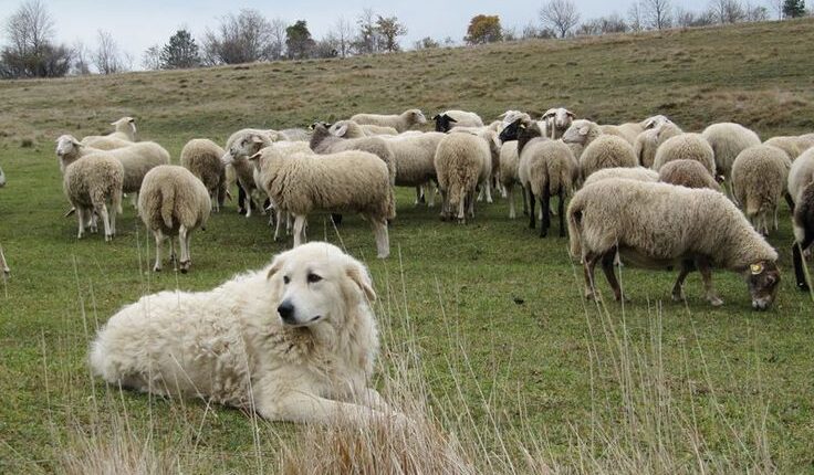Cagliari: Creata Anagrafe animale per maggiore controllo ed aiuto per gli allevatori