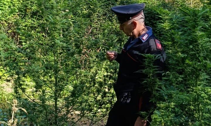 Perugia: un 37enne è stato trovato in possesso di biscotti contenenti “cannabinoidi”, mentre un 54enne è stato sorpreso a coltivare 14 piante di marijuana. I controlli dei Carabinieri 4