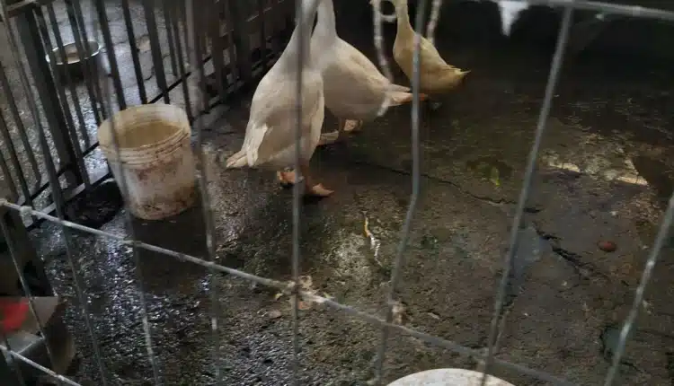 Alessandria: salvati otto cani, due gatti, un cavallo, una capra e trenta volatili malnutriti e trascurati, indagati i proprietari