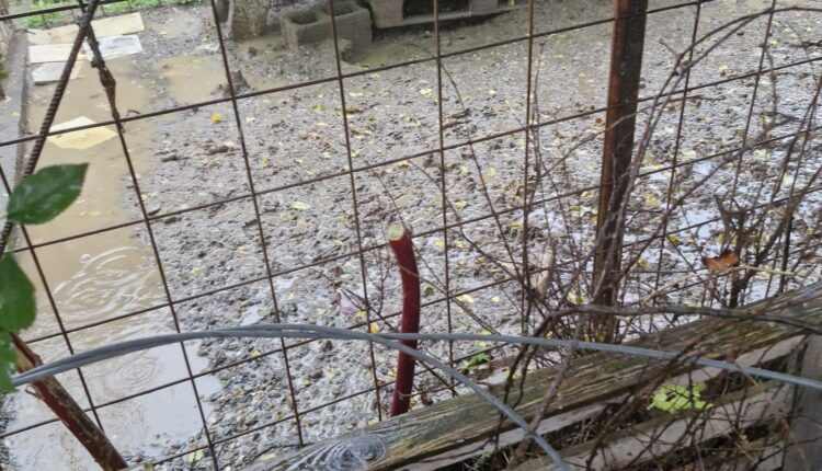 Alessandria: salvati otto cani, due gatti, un cavallo, una capra e trenta volatili malnutriti e trascurati, indagati i proprietari