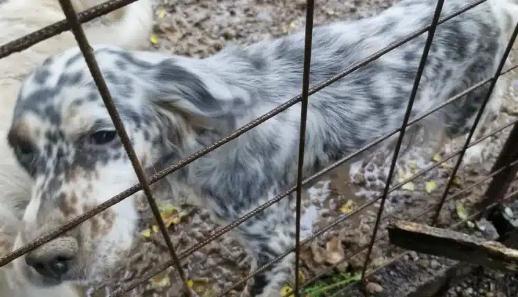 Alessandria: salvati otto cani, due gatti, un cavallo, una capra e trenta volatili malnutriti e trascurati, indagati i proprietari