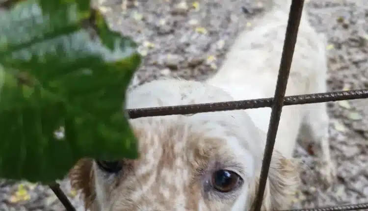 Alessandria: salvati otto cani, due gatti, un cavallo, una capra e trenta volatili malnutriti e trascurati, indagati i proprietari