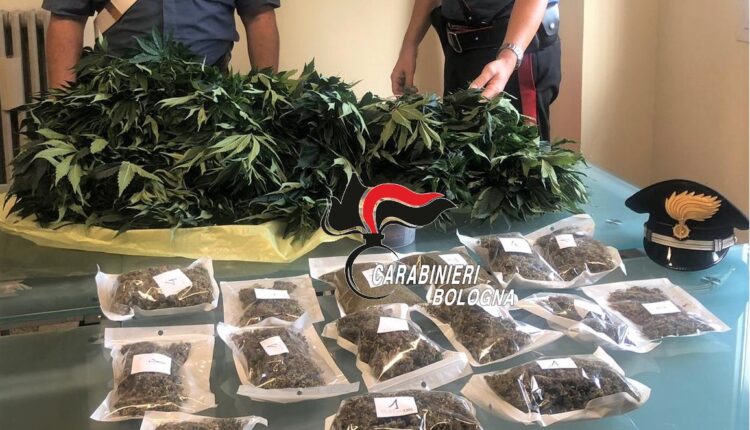 Imola: 32enne deferito per coltivazione produzione e detenzione ai fini di spaccio di sostanze stupefacenti.