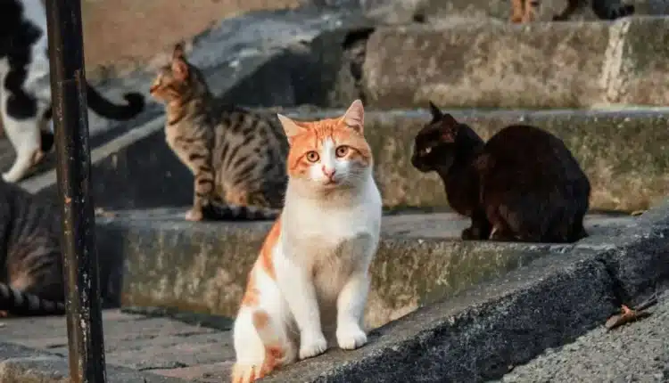 Verona: benessere degli animali, dal Comune 24mila euro per le associazioni che si prendono cura dei gatti.