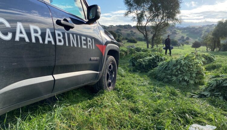 Orotelli: Deteneva piantagione illegale, arrestato 24enne