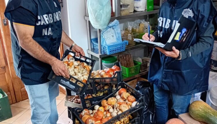 Palermo: Controlli NAS, sequestrato quasi mezzo quintale di funghi freschi
