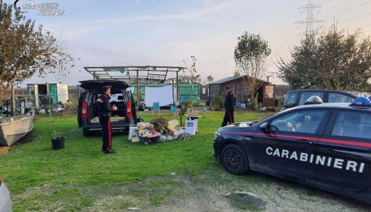 Ferrara: Casa adibita a serra per la produzione di marijuana, arrestato pregiudicato 50enne