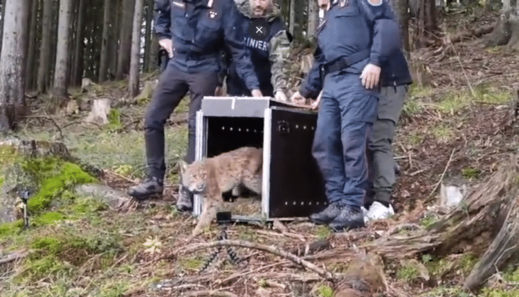 La lince LUNA è arrivata nella Foresta di Tarvisio
