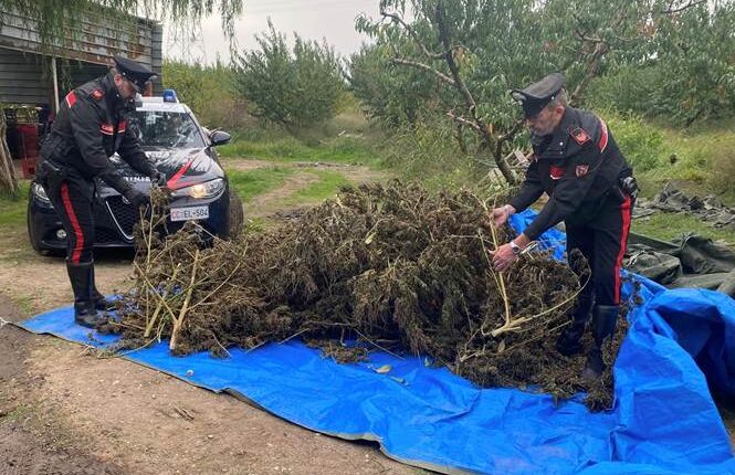 Sessa Aurunca: coltivano marijuana tra gli alberi di pesche, 4 agricoltori arrestati dai Carabinieri.