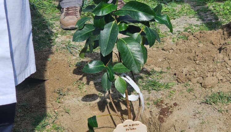 Crotone: Piantumazione di un albero al Pronto Soccorso per promuovere la salute e la biodiversità