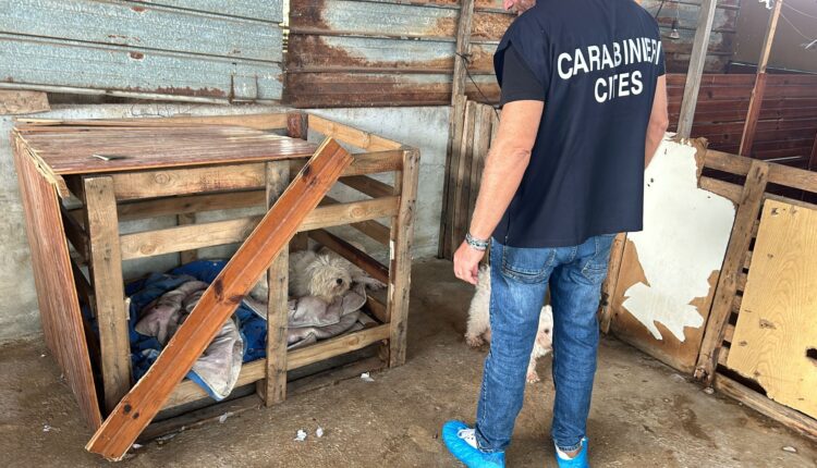 Villa Literno, i Carabinieri Forestali scoprono un allevamento abusivo di cani di razza. Sequestrati 32 cagnolini maltrattati